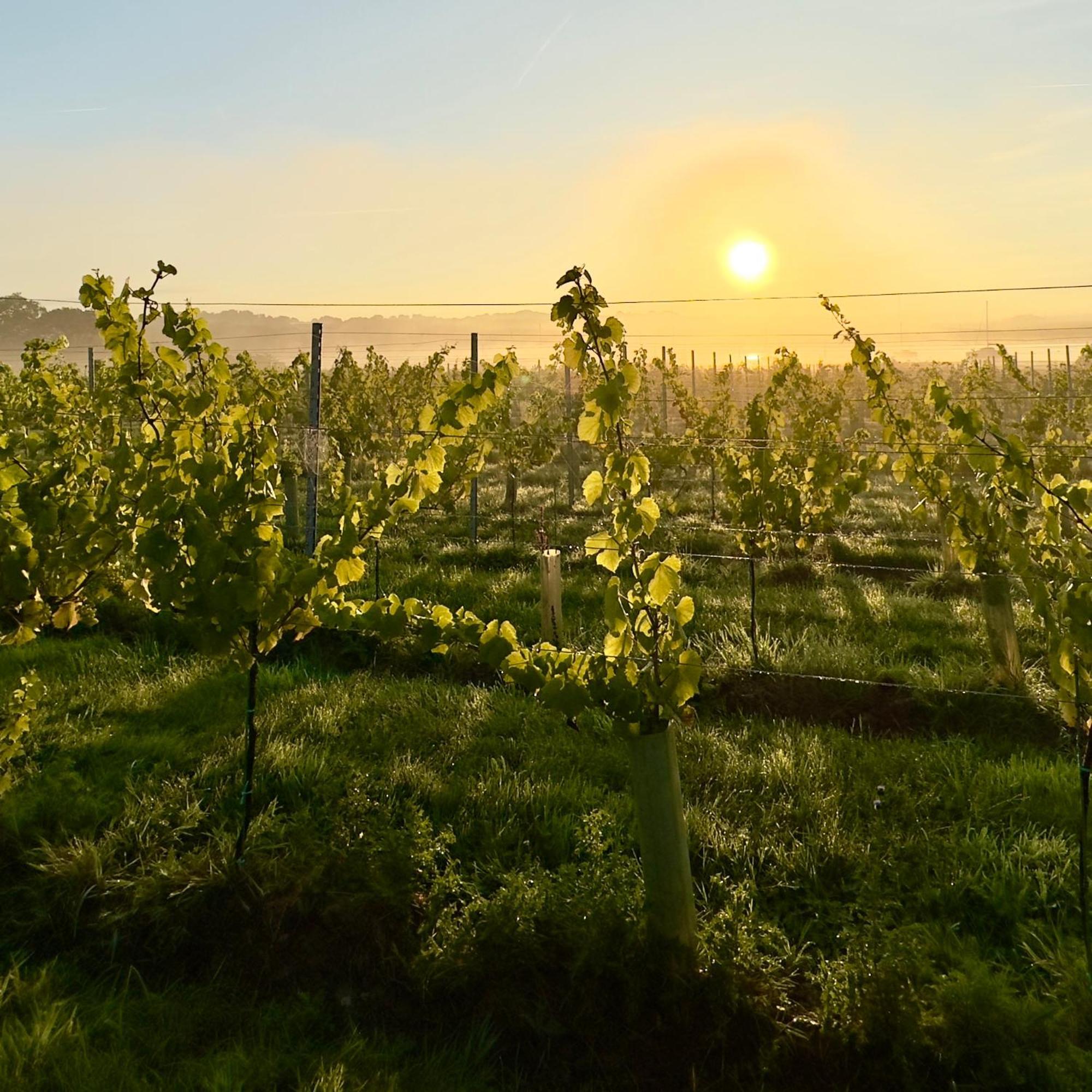 Pinkmead Estate And Vineyard Villa Osborne  Eksteriør bilde